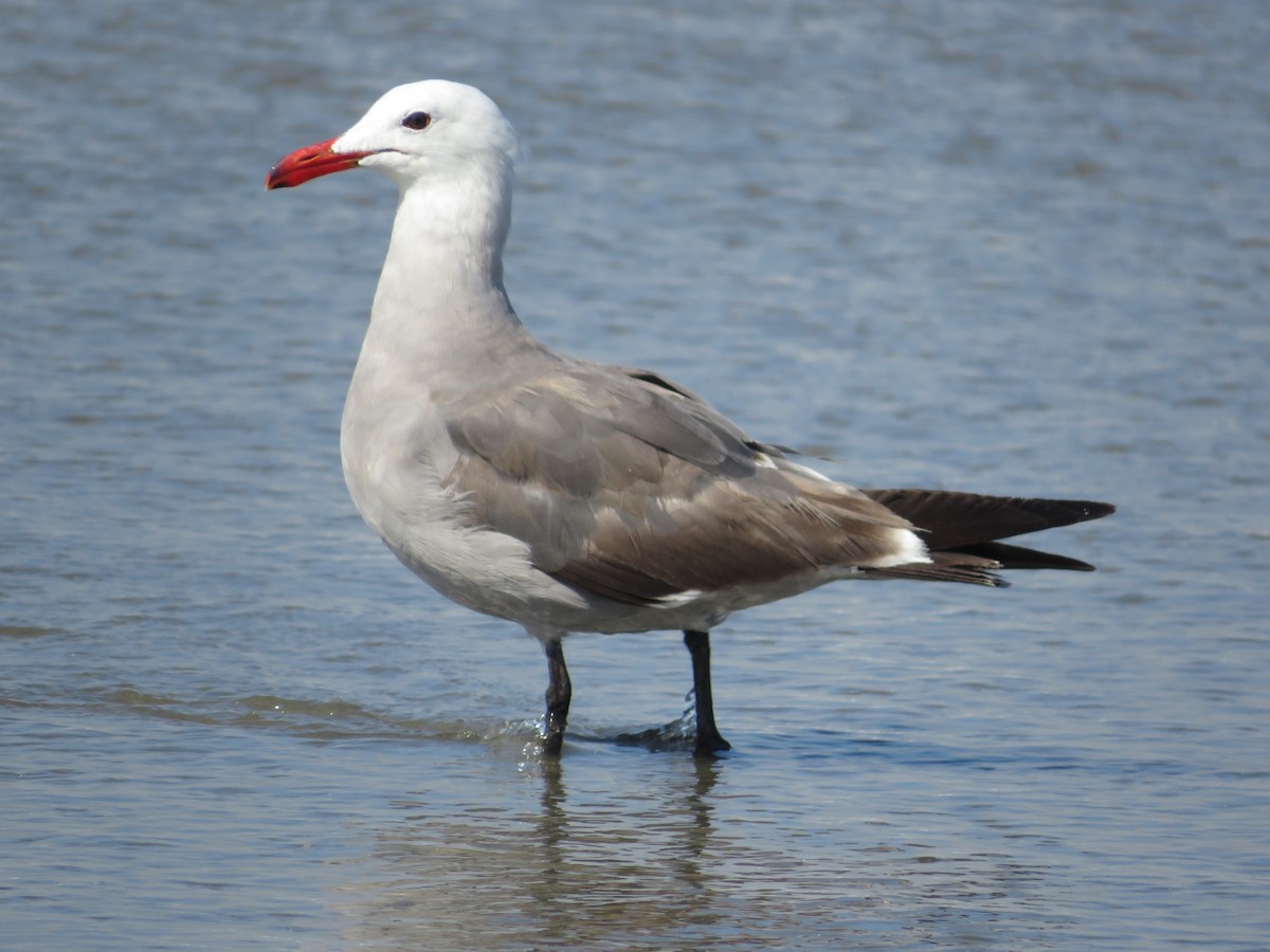 Heermann's Gull - Marissa Noelle