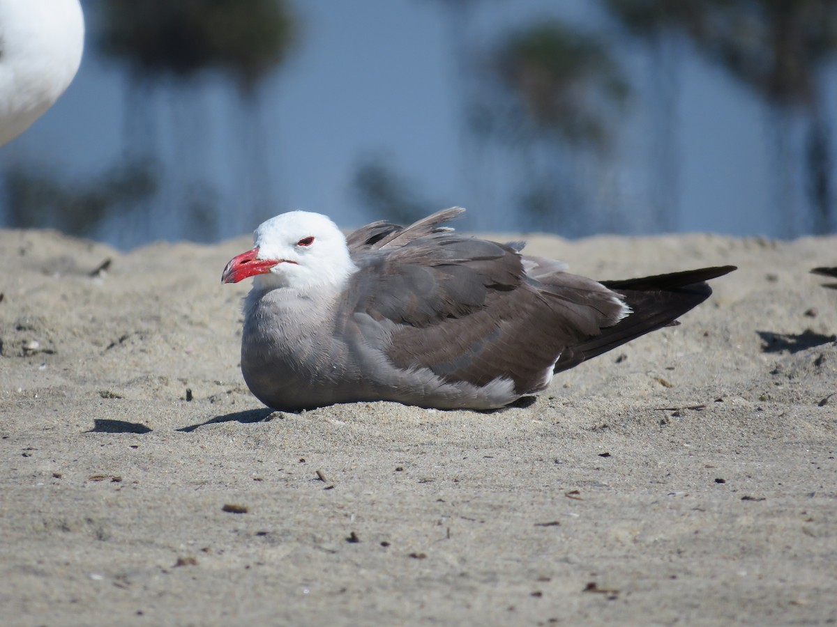 Heermann's Gull - ML621346754