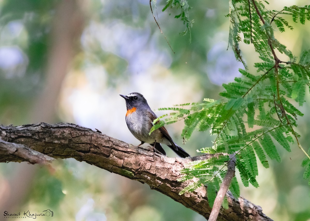 Rufous-gorgeted Flycatcher - ML621346758