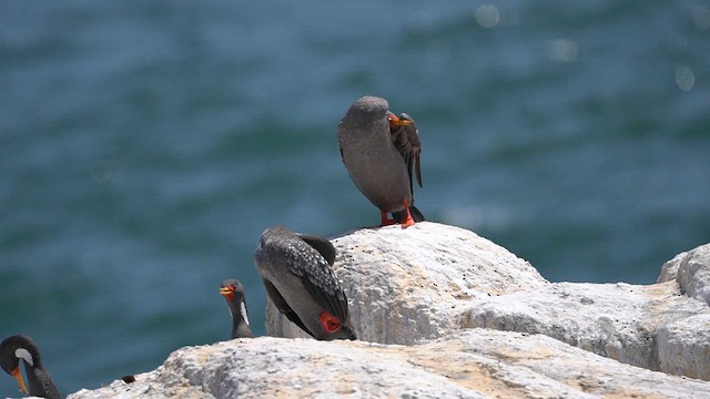 Red-legged Cormorant - ML621346760