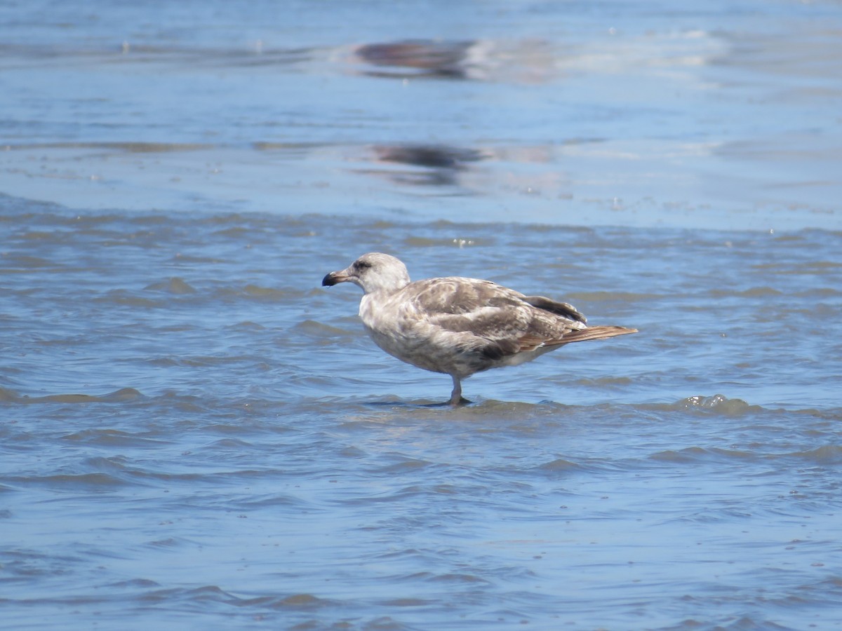 Goéland d'Audubon - ML621346765