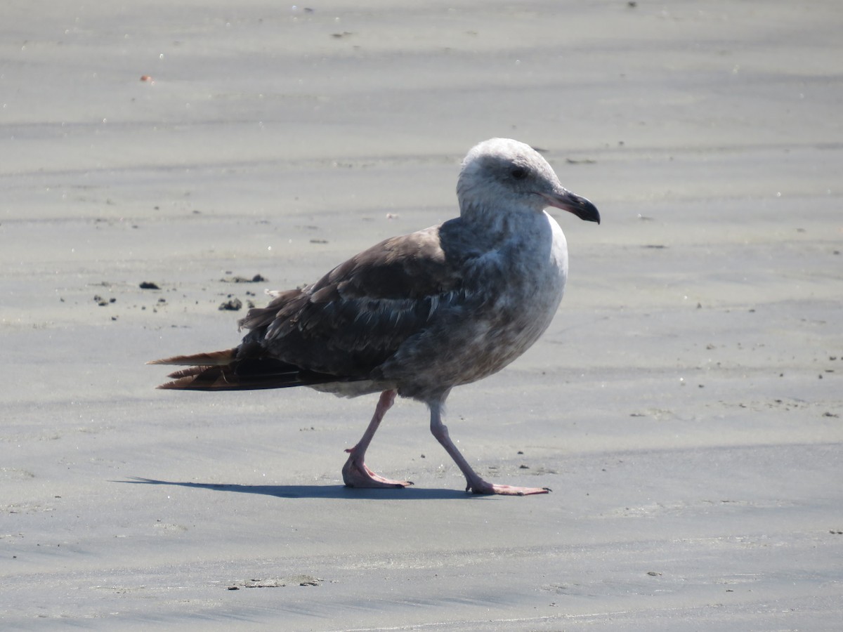 Western Gull - ML621346766