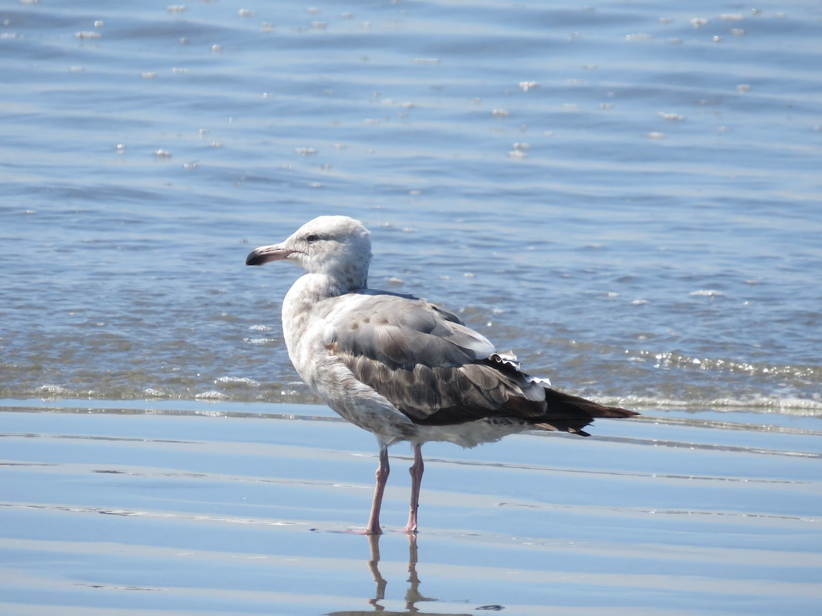 Western Gull - ML621346767