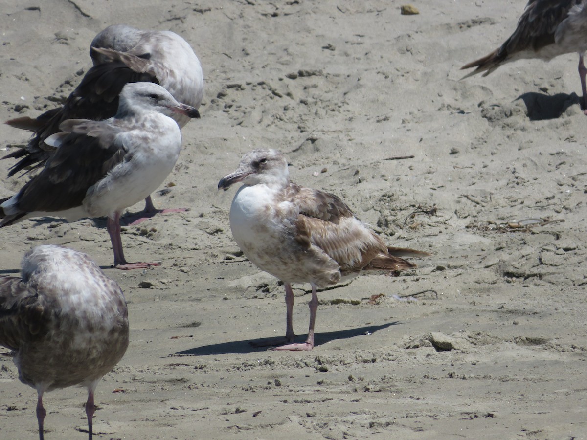 Western Gull - ML621346768