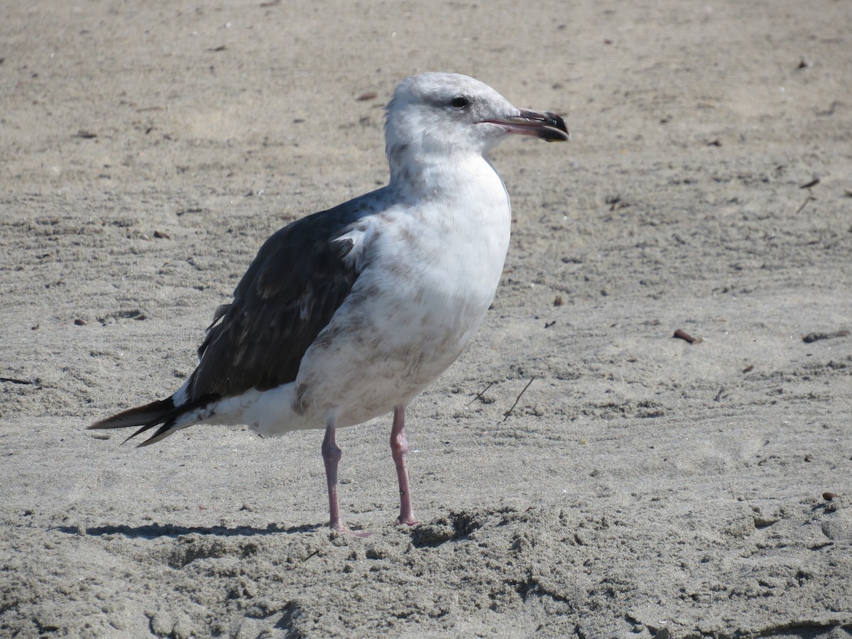 Goéland d'Audubon - ML621346769