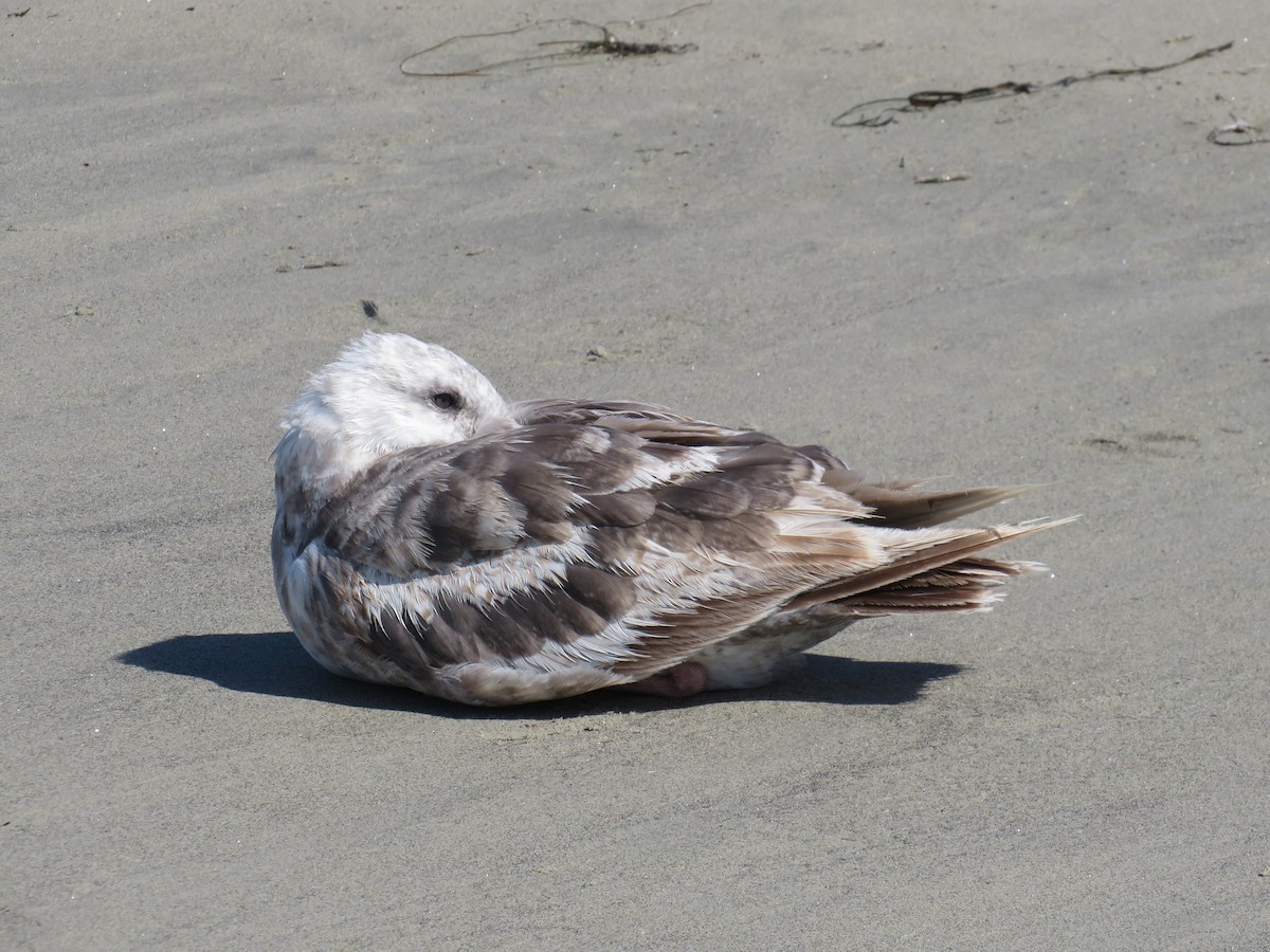 Western Gull - ML621346770