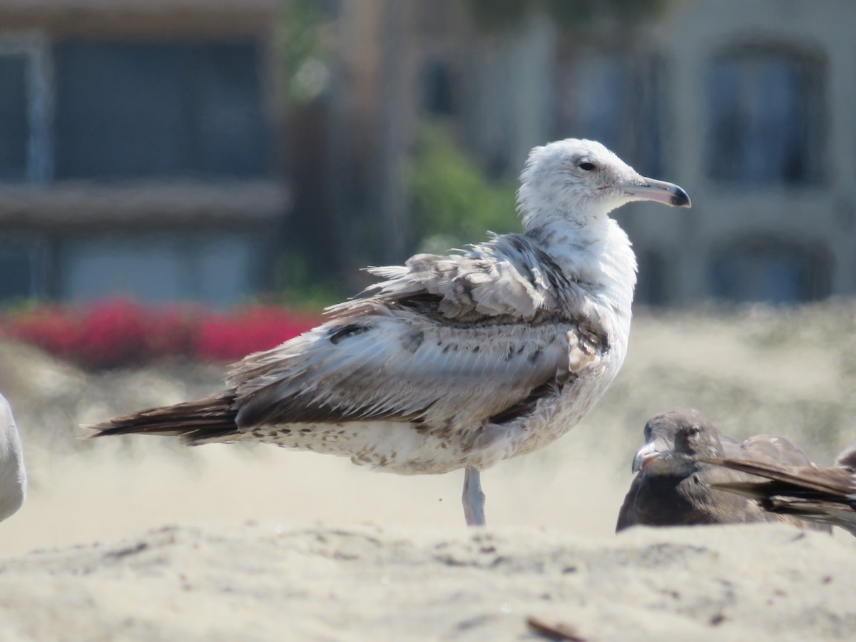 Goéland de Californie - ML621346773