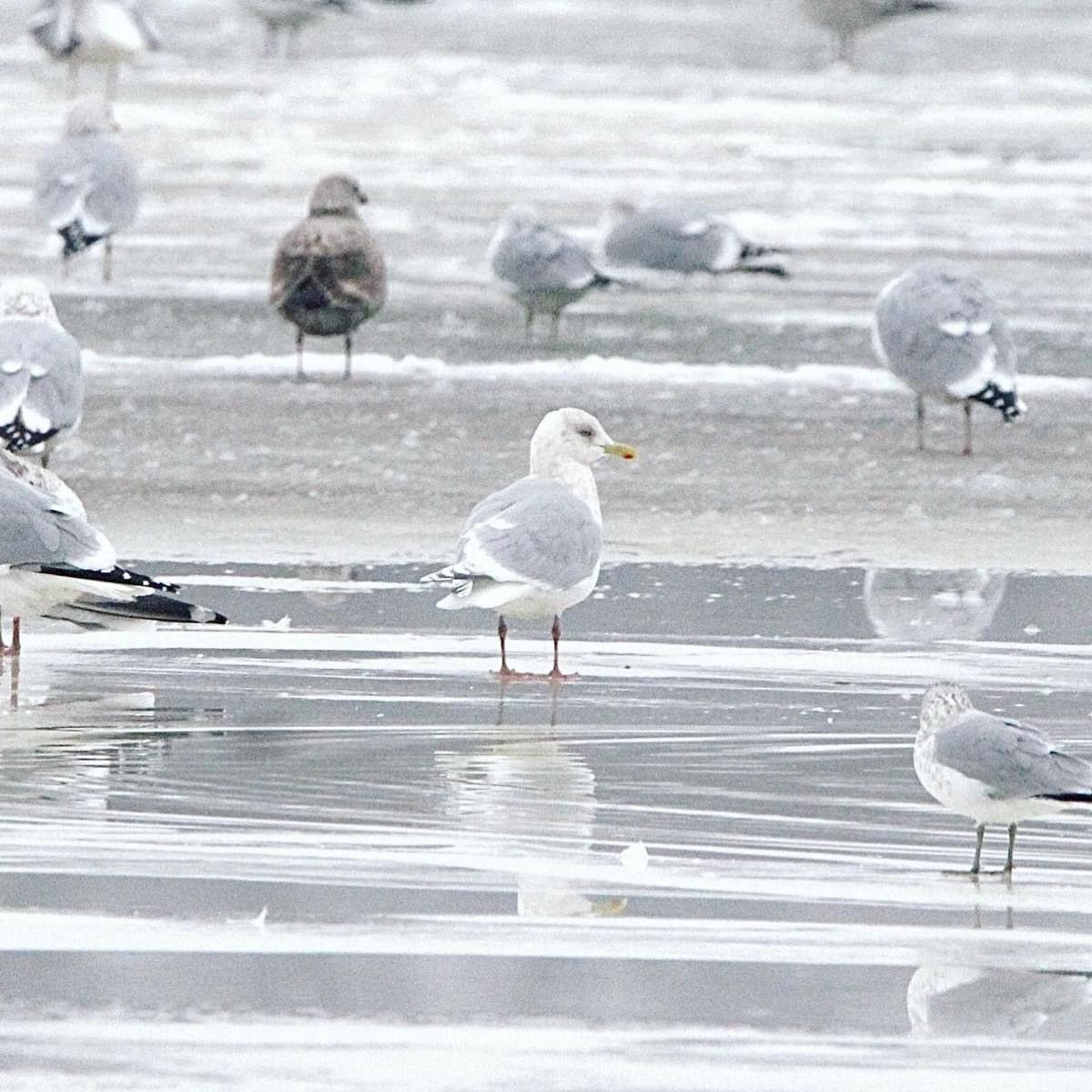 Goéland arctique - ML621346786