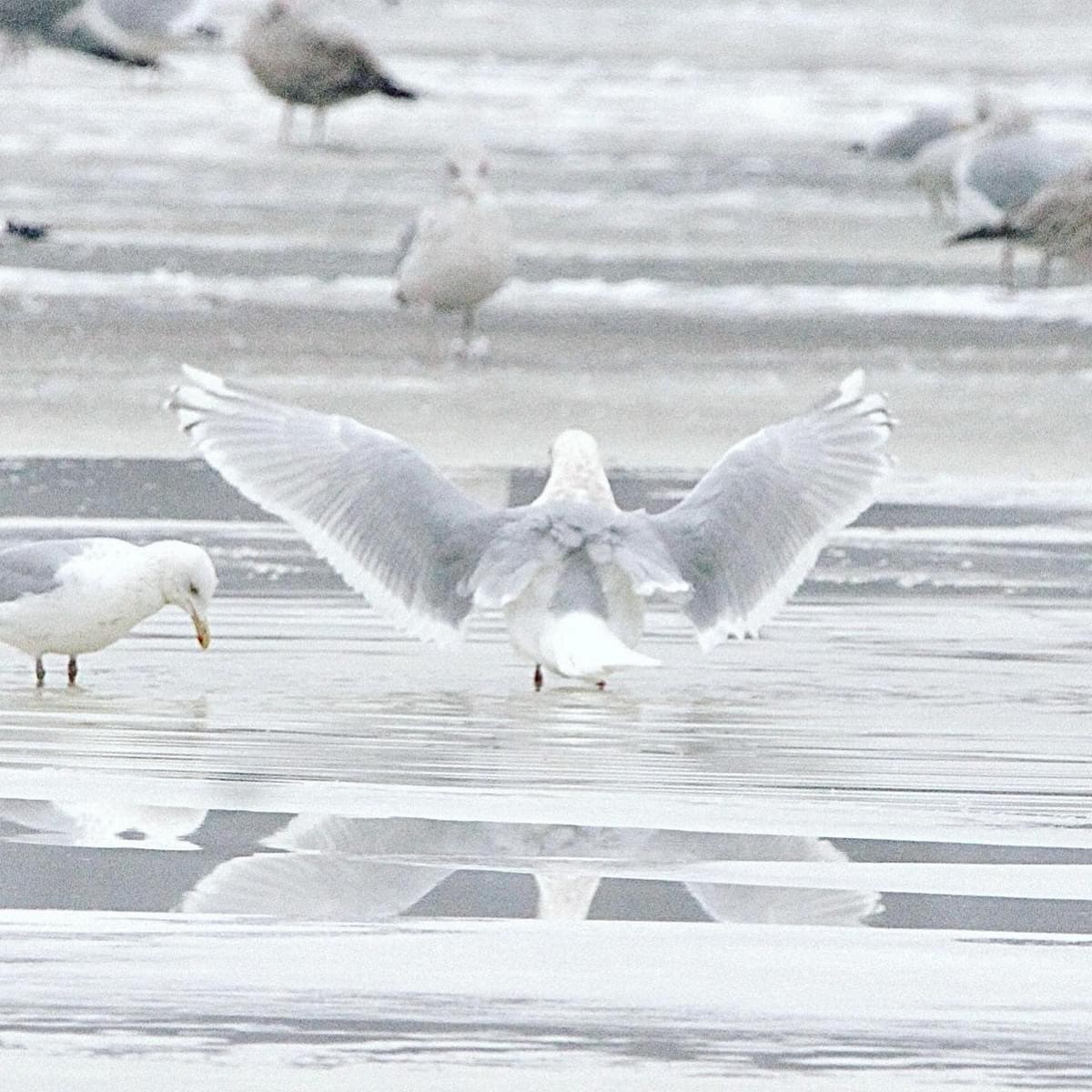 Goéland arctique - ML621346787