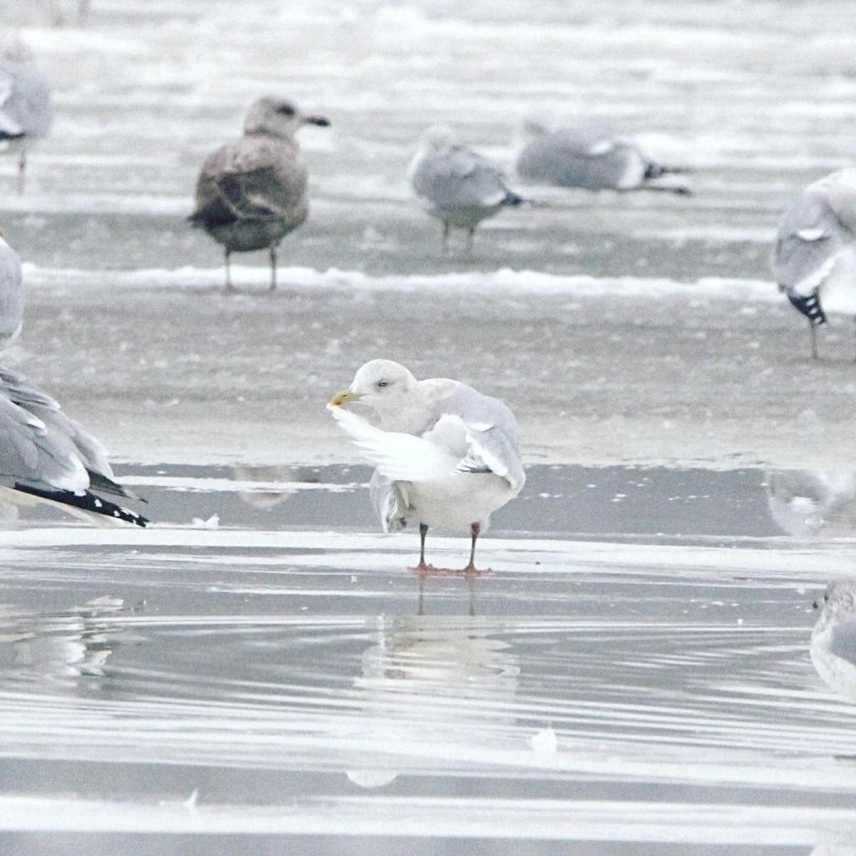Goéland arctique - ML621346788