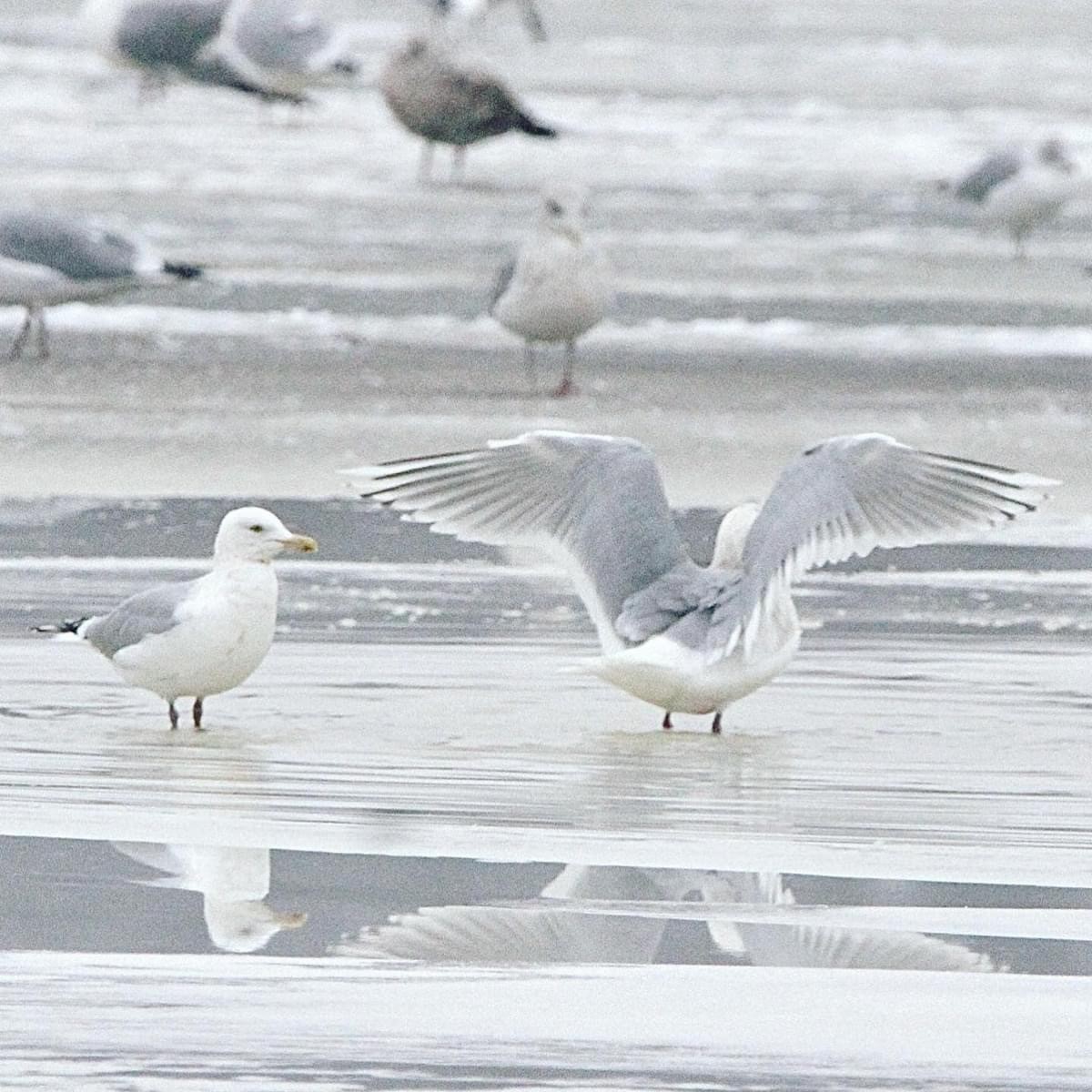 Goéland arctique - ML621346789
