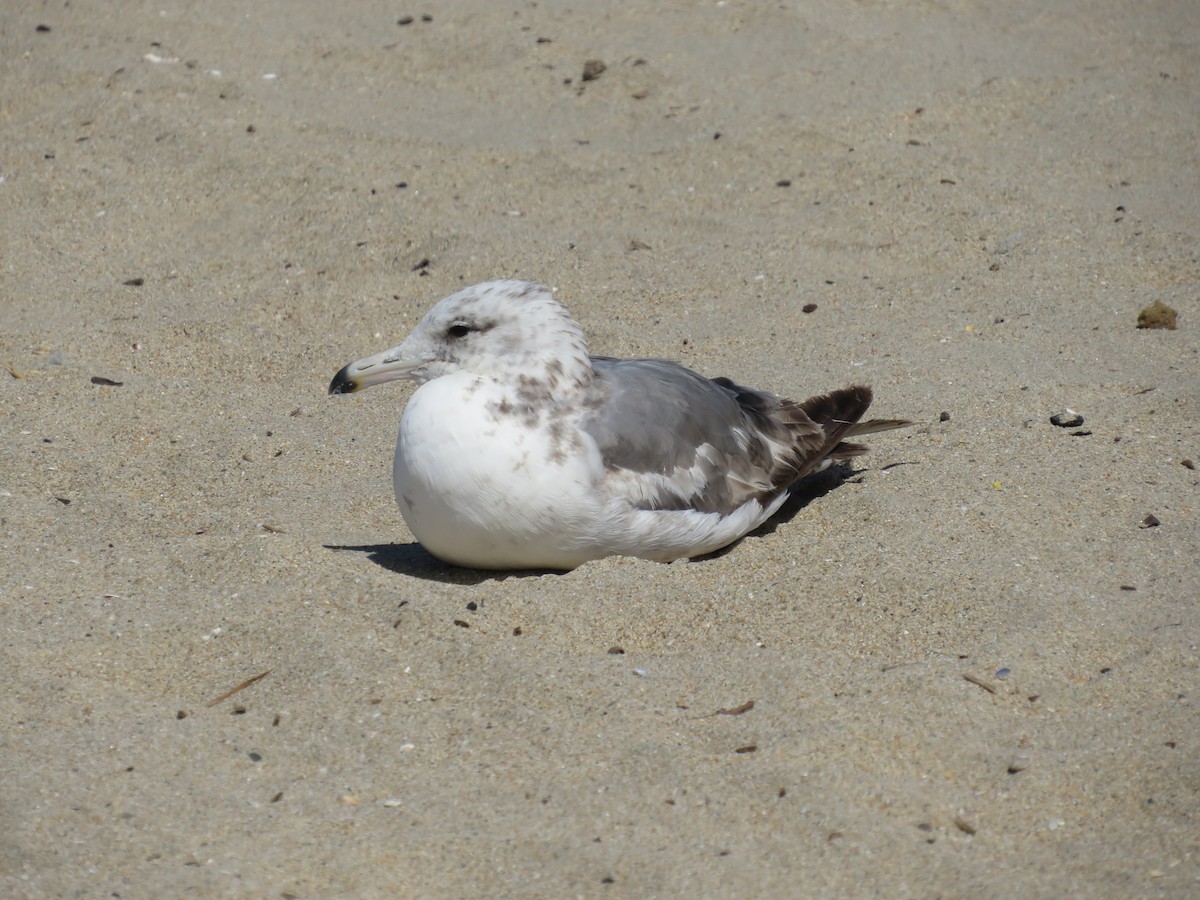 California Gull - ML621346791