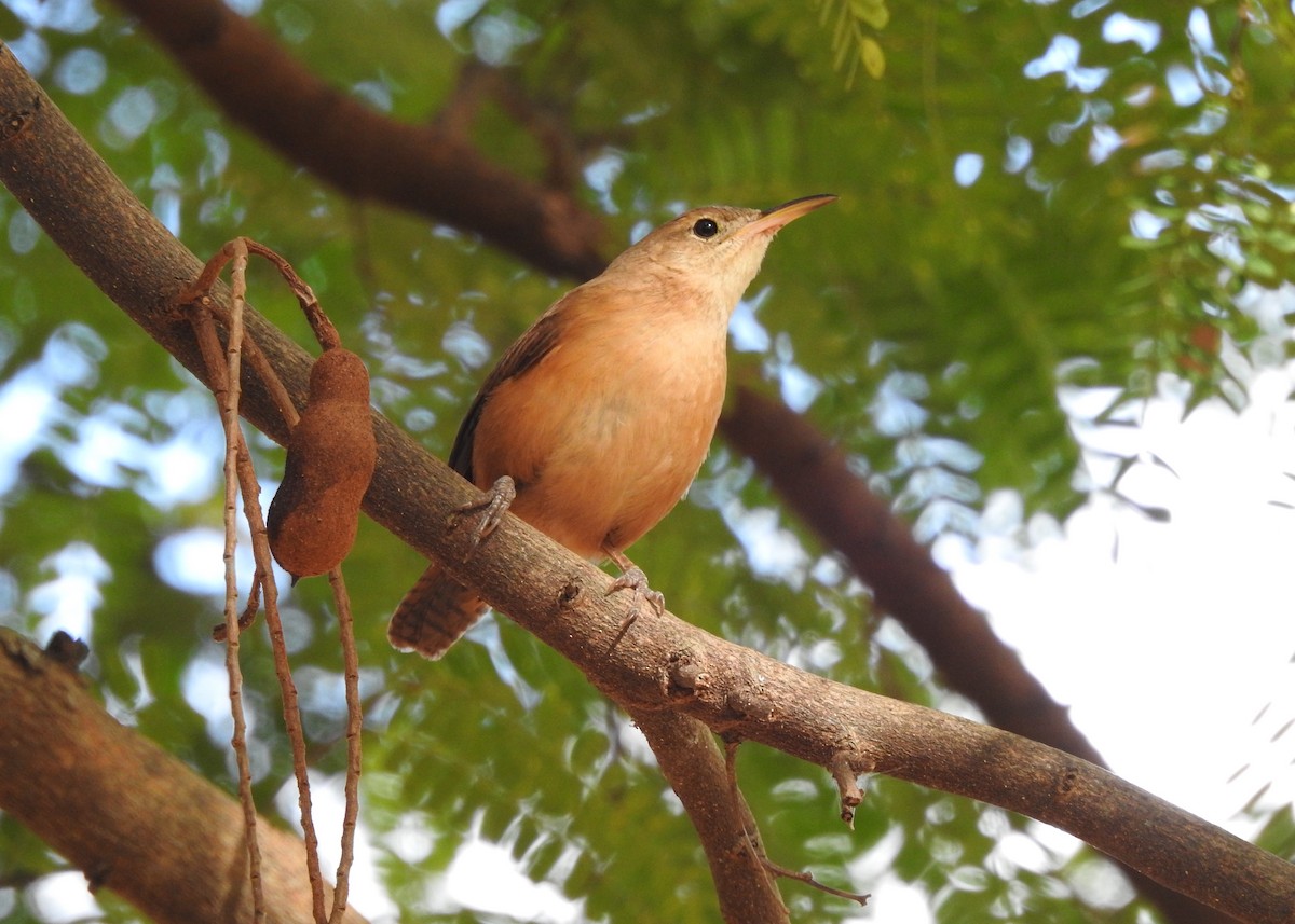 Chochín Criollo - ML621346834