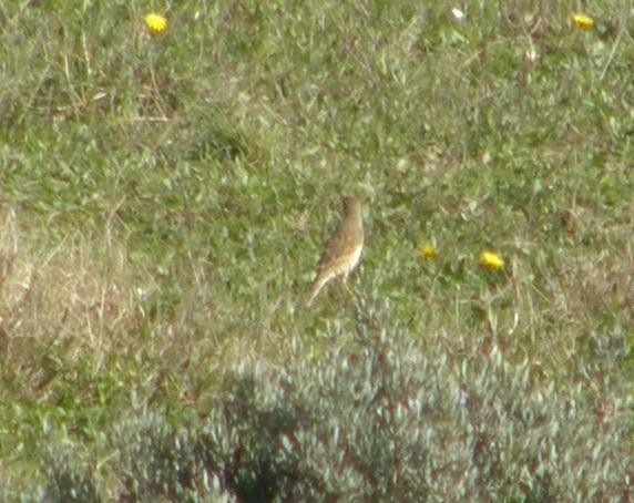 Richard's Pipit - ML621346851