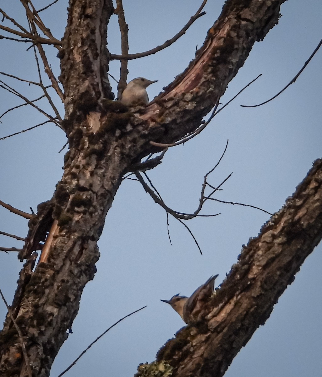 White-breasted Nuthatch - ML621346856