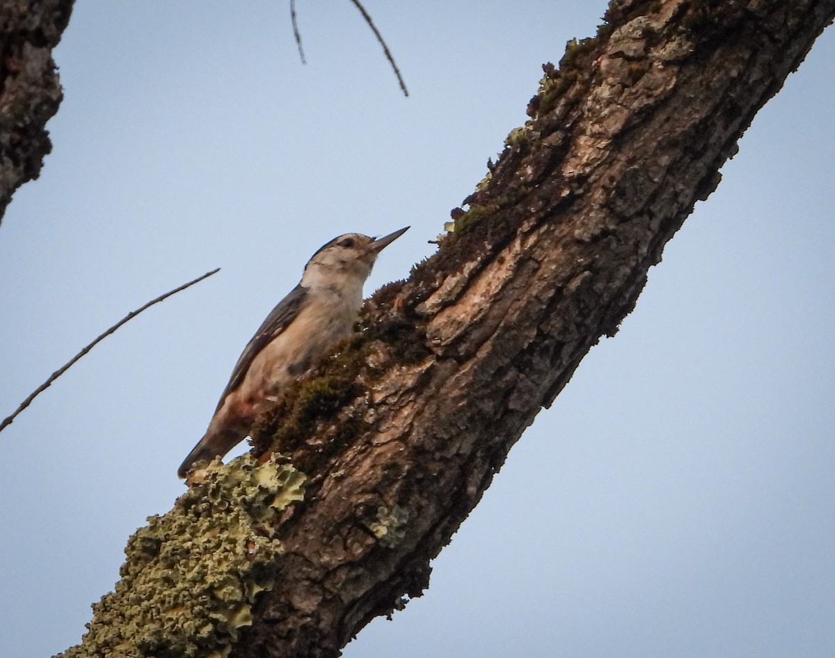 White-breasted Nuthatch - ML621346857