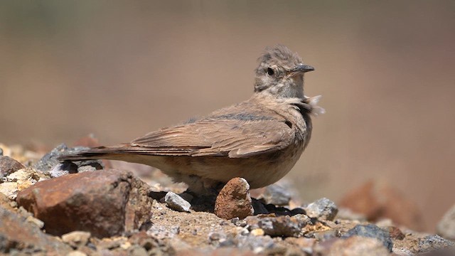 Géositte isabelle - ML621346887