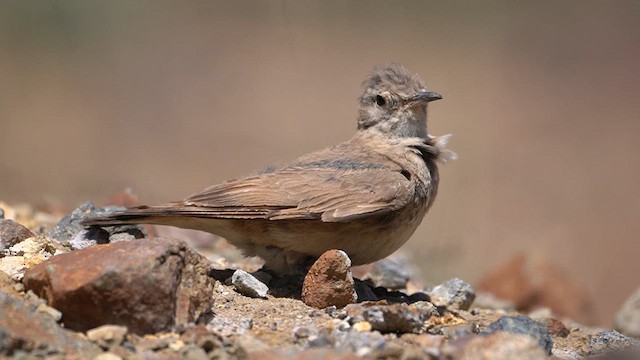 コシジロジカマドドリ - ML621346887