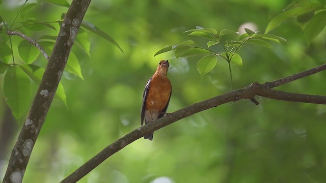 Orange-headed Thrush - ML621346895