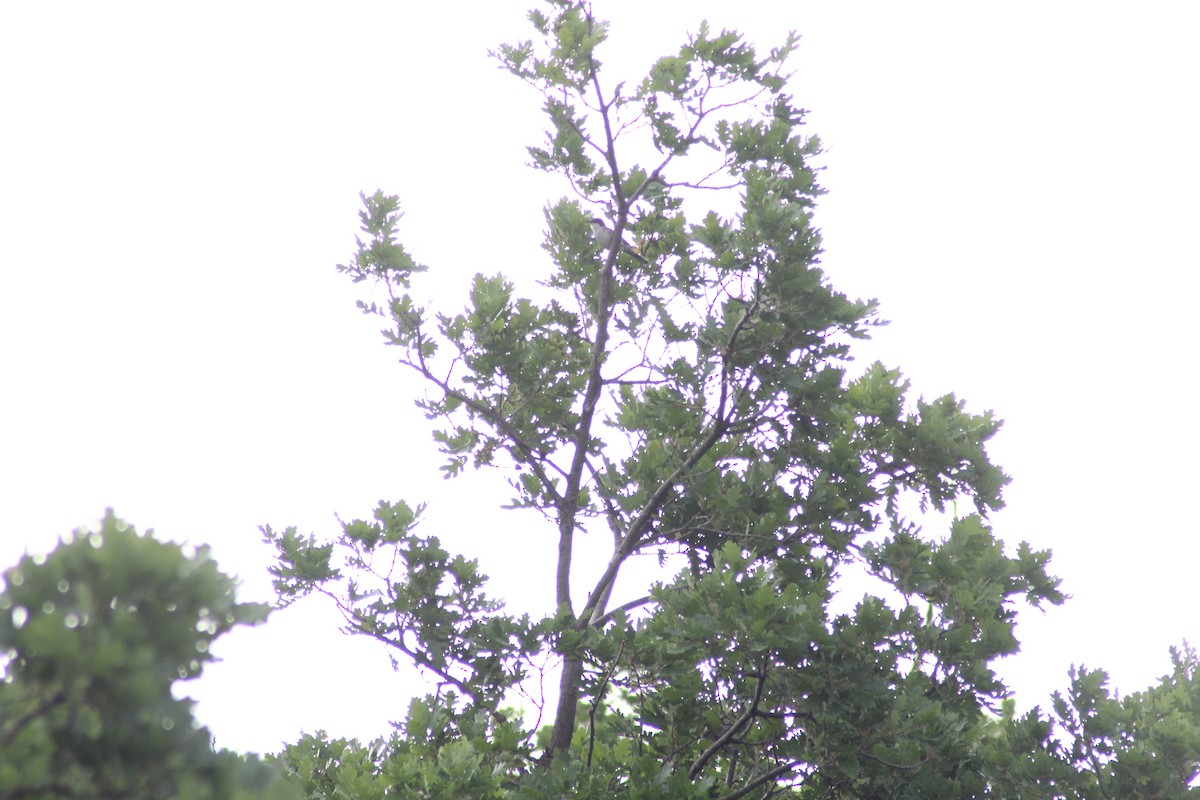 pěnice dlouhozobá - ML621346912