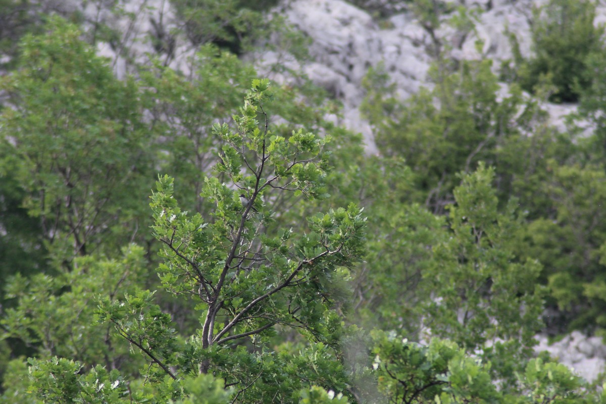 pěnice dlouhozobá - ML621346913