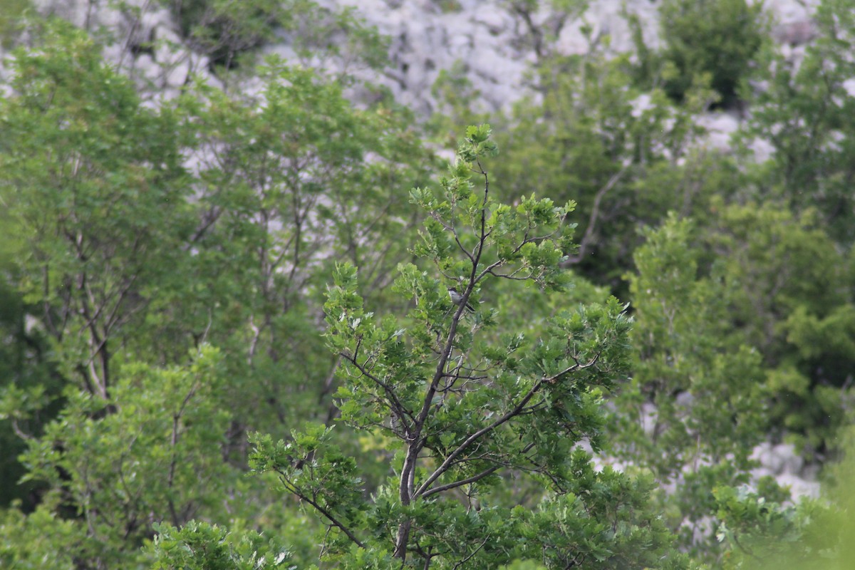 pěnice dlouhozobá - ML621346914