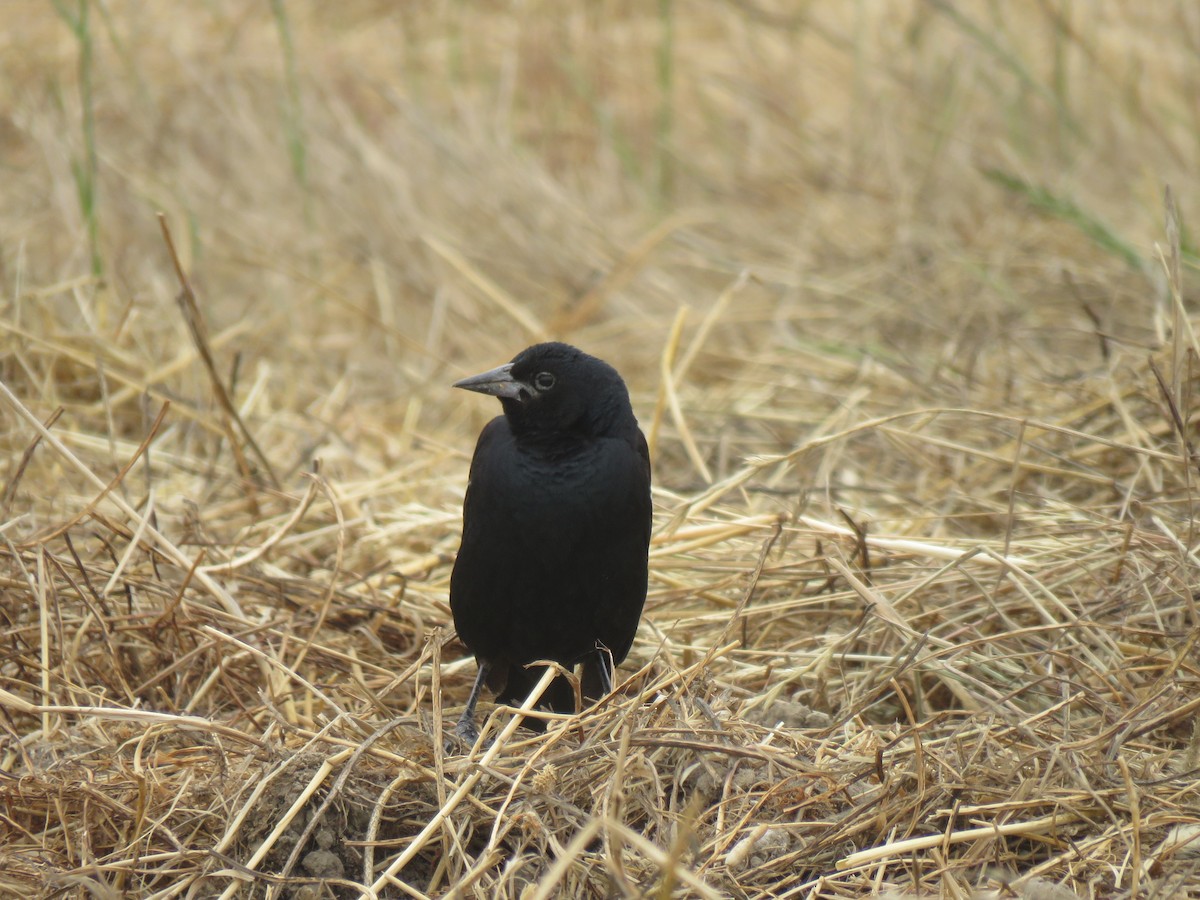 Tricolored Blackbird - ML621346917