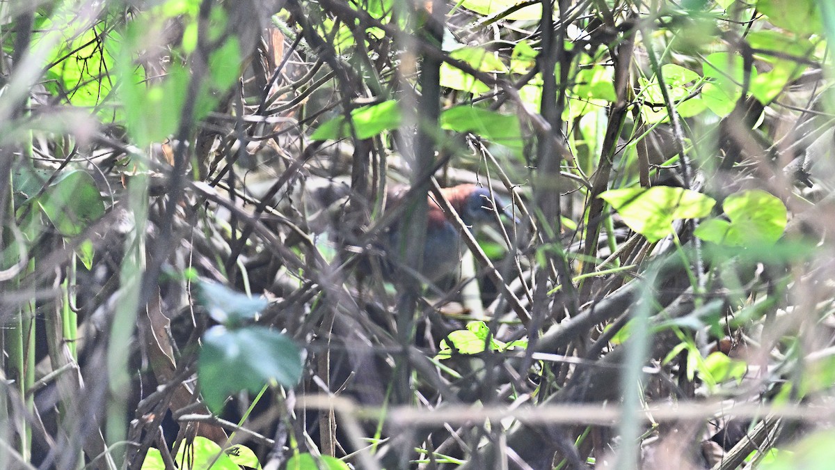 Gray-breasted Crake - ML621346919