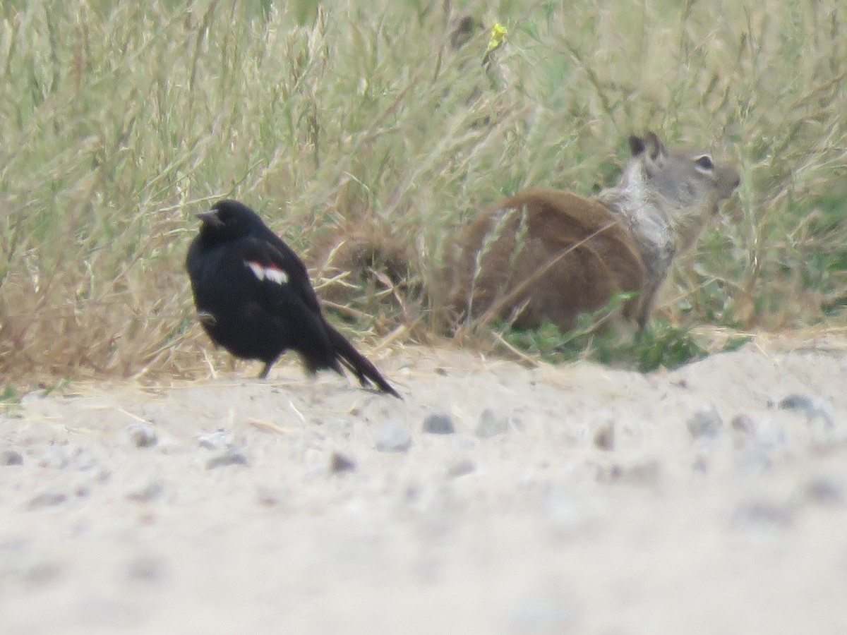 Tricolored Blackbird - ML621346942