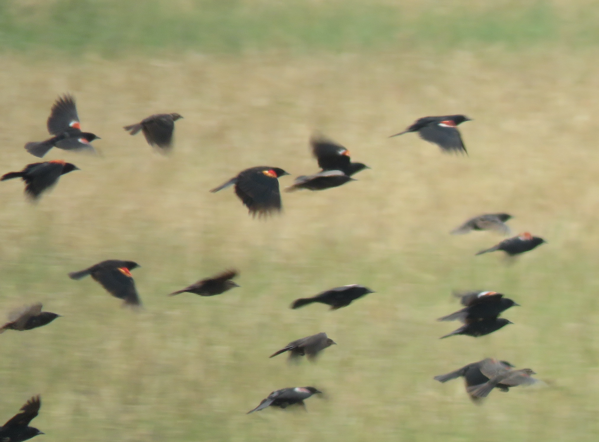 Tricolored Blackbird - ML621346965