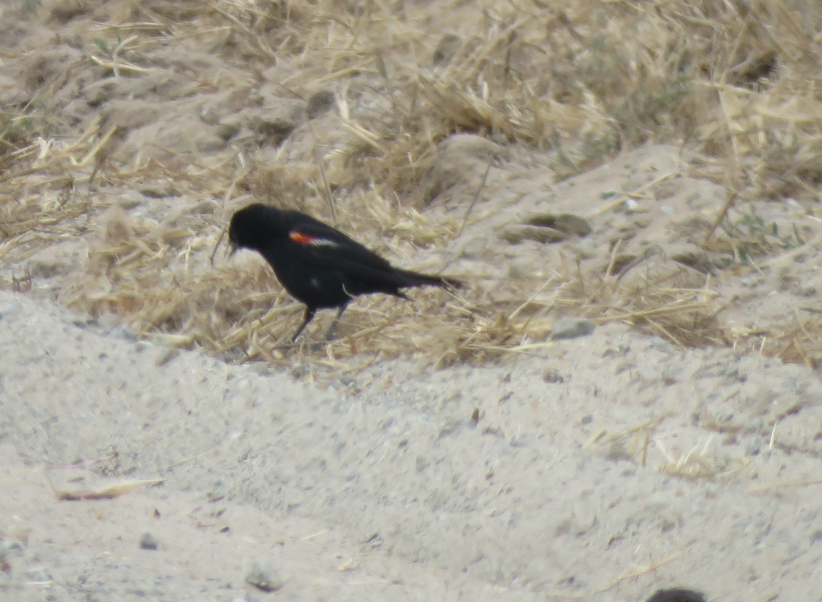 Tricolored Blackbird - Beniamino Tuliozi