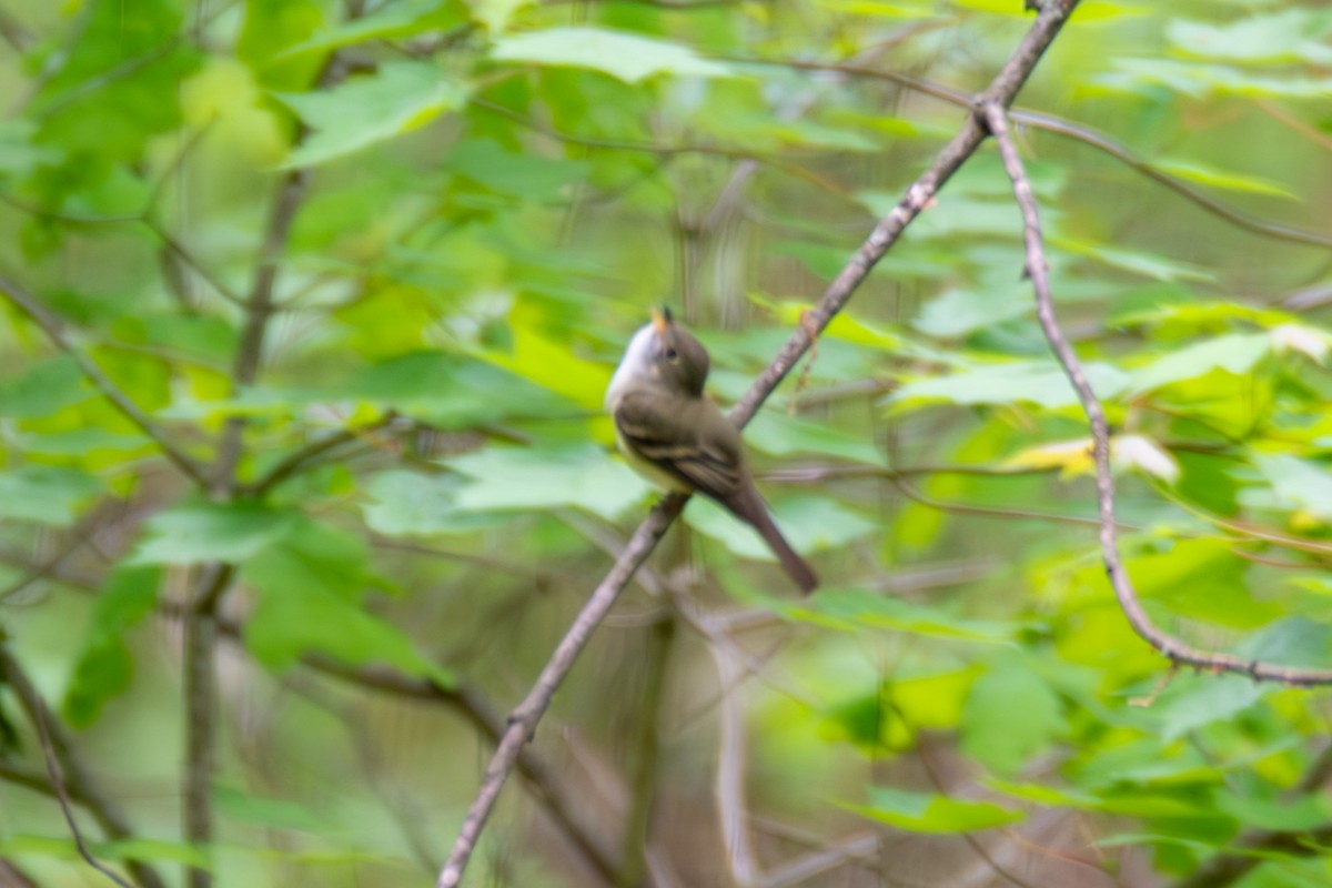 Acadian Flycatcher - Tanya Smythe