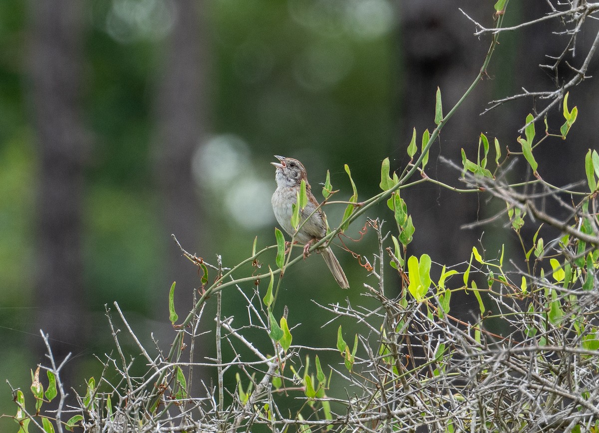 Bachman's Sparrow - ML621347024