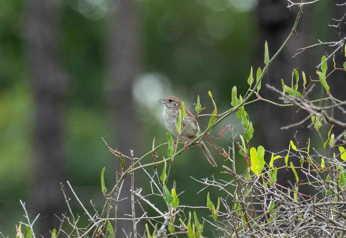 Bachman's Sparrow - ML621347029