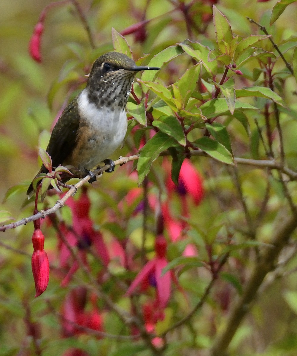 Volcano Hummingbird - ML621347043