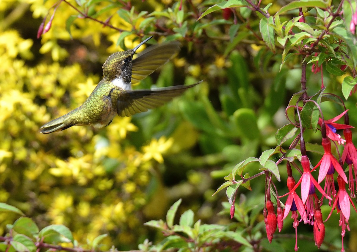 Volcano Hummingbird - ML621347044