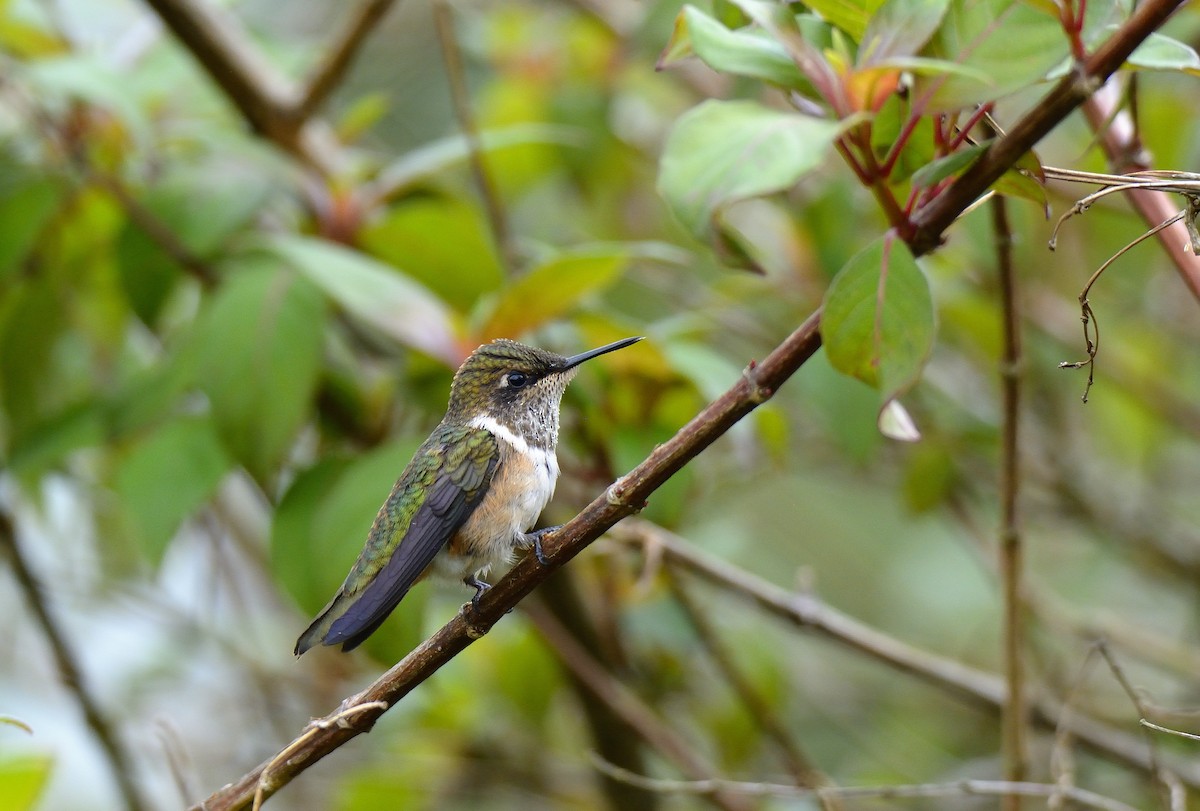 Volcano Hummingbird - Carlos Alberto Ramírez