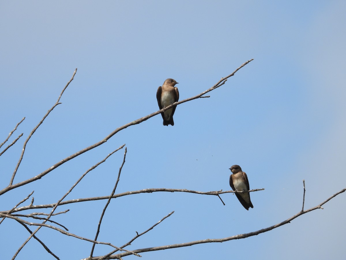 Northern Rough-winged Swallow - ML621347080
