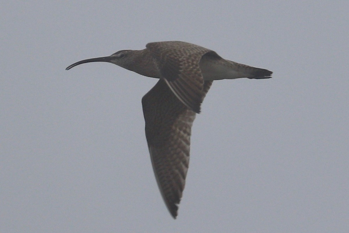 Whimbrel (Hudsonian) - ML621347092
