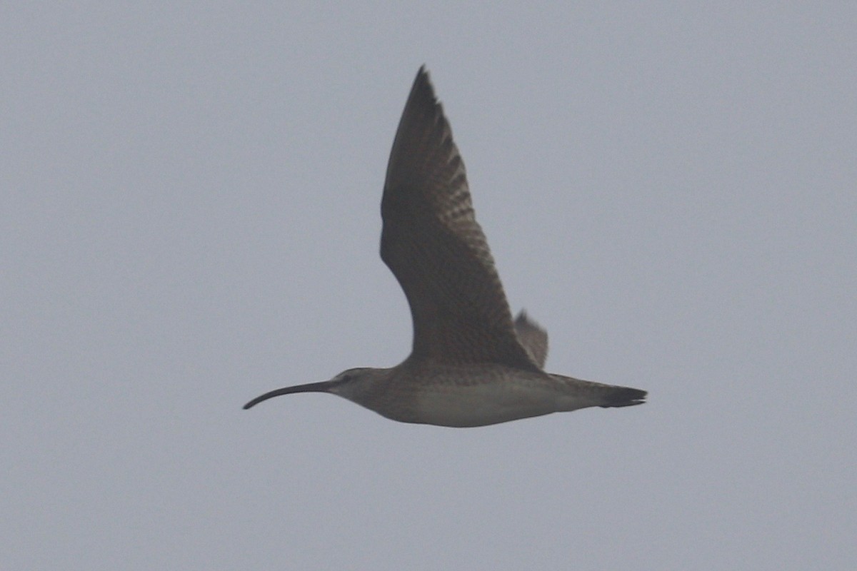 Whimbrel (Hudsonian) - ML621347094