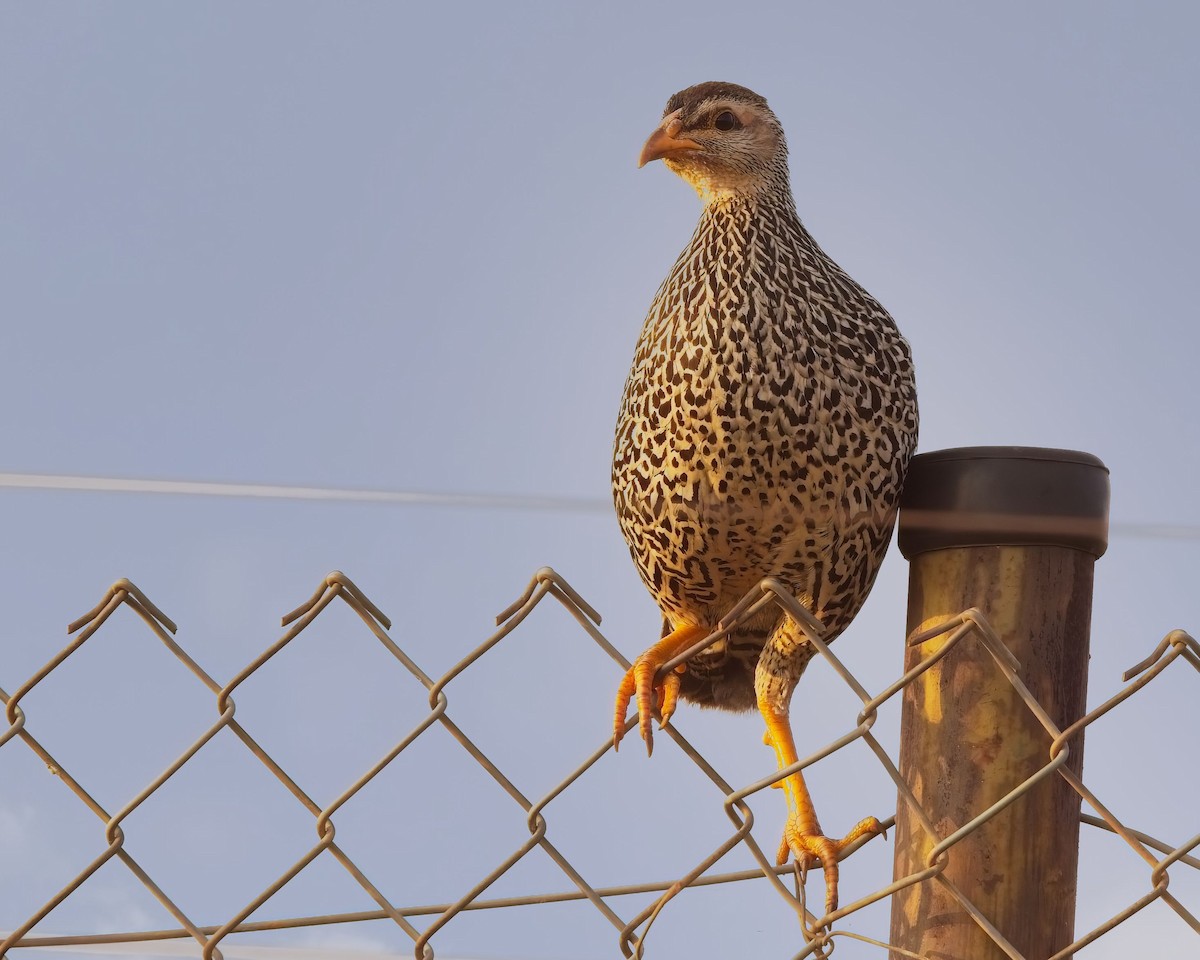 Francolin à bec jaune - ML621347096