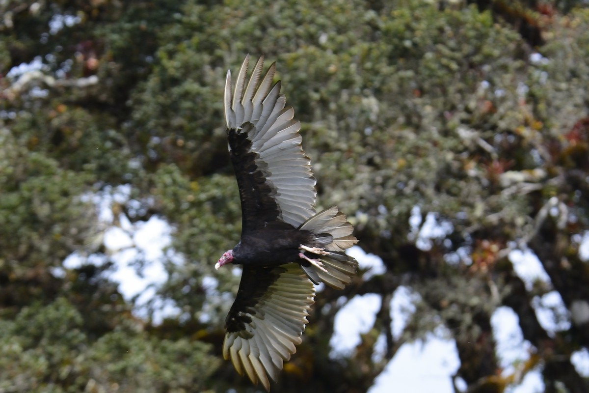 Turkey Vulture - ML621347105