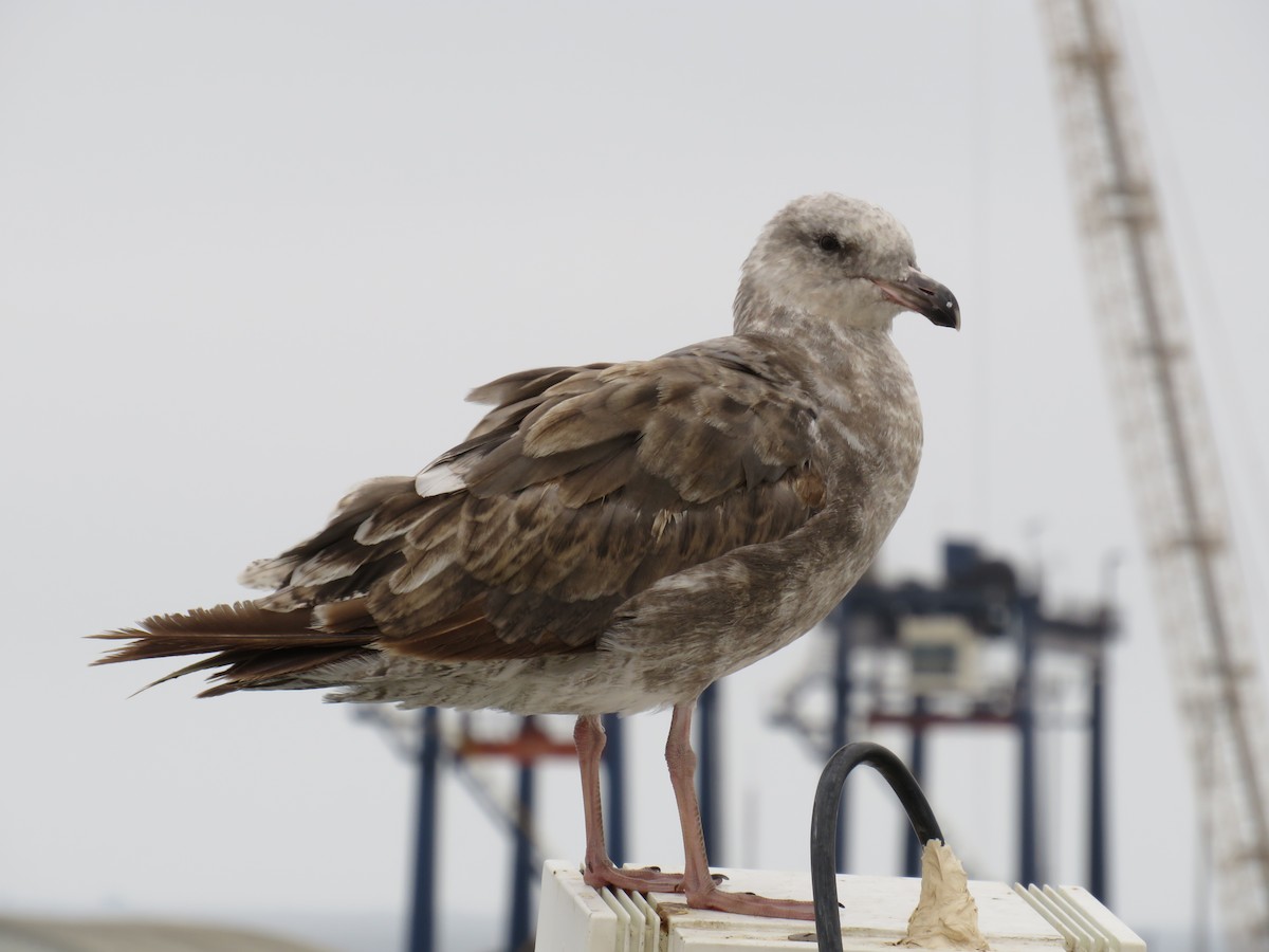 Western Gull - ML621347124