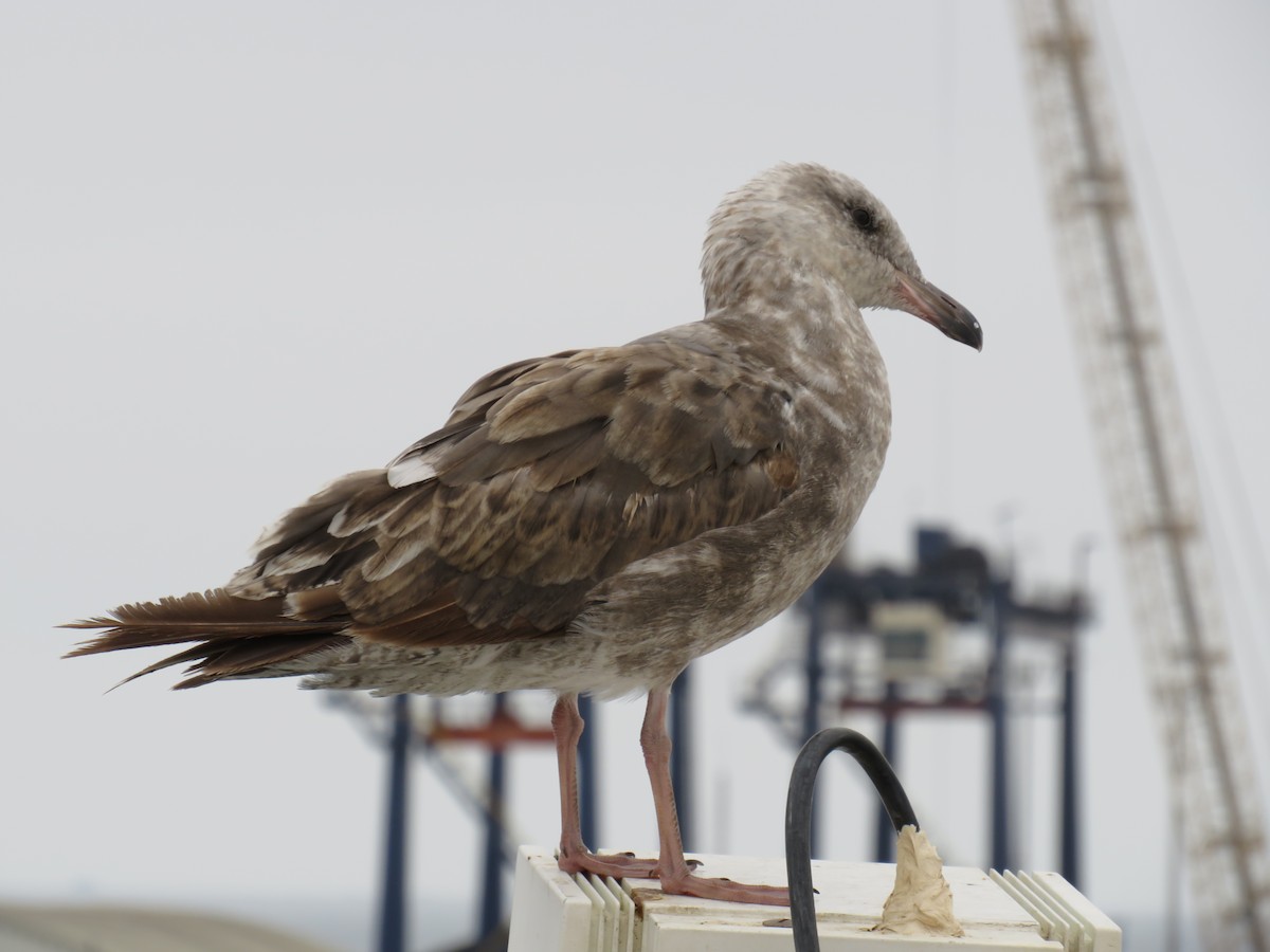 Western Gull - ML621347125