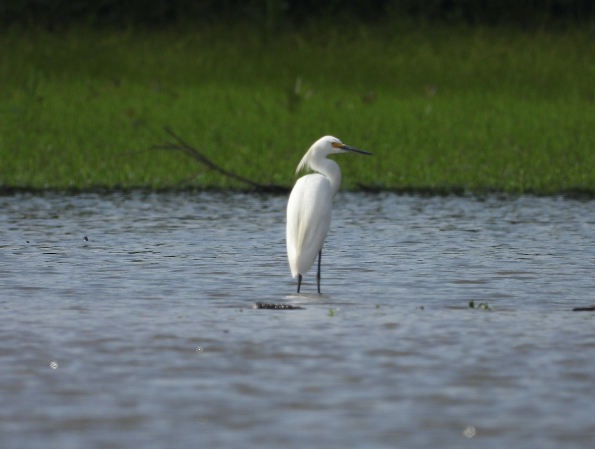 Snowy Egret - ML621347134