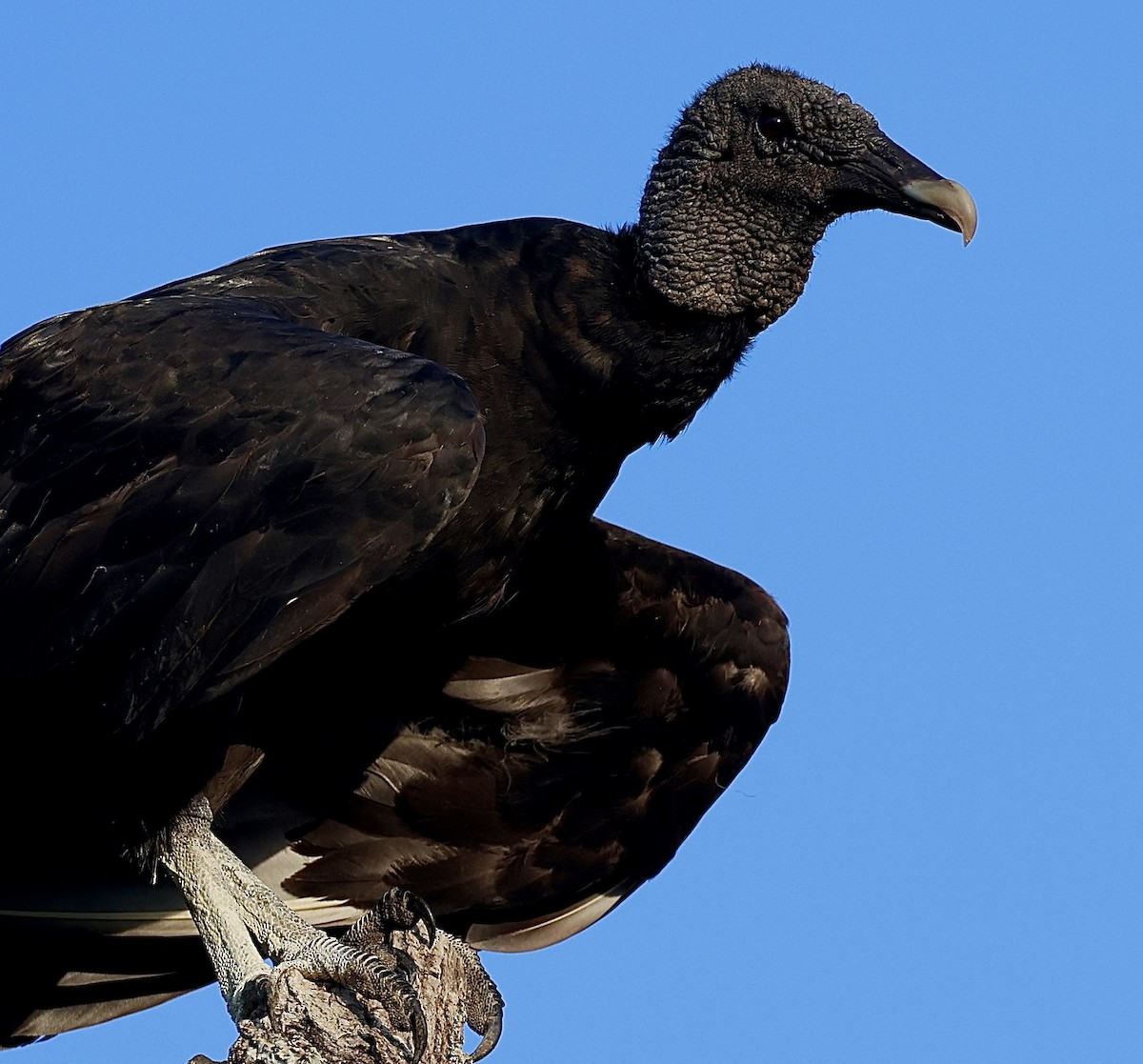 Black Vulture - ML621347141