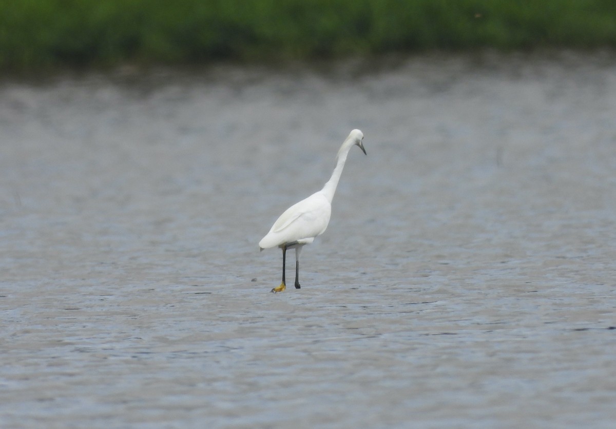 Snowy Egret - ML621347147