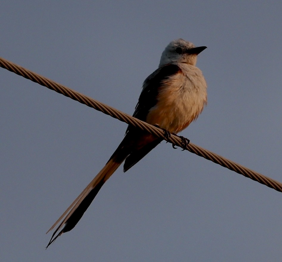 Scissor-tailed Flycatcher - ML621347149