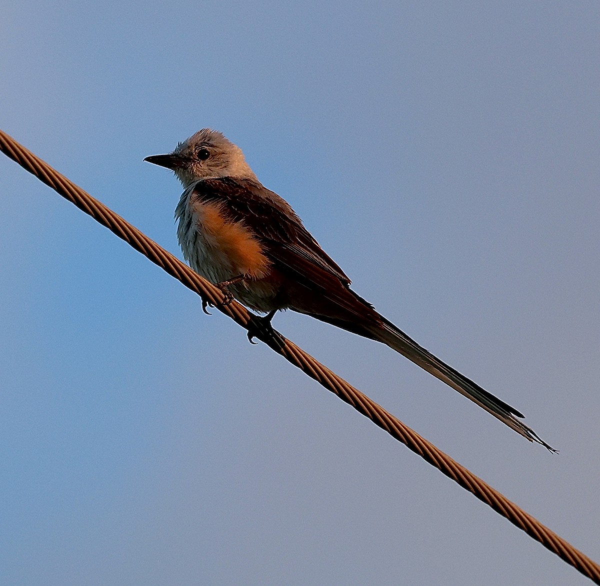 Scissor-tailed Flycatcher - ML621347150