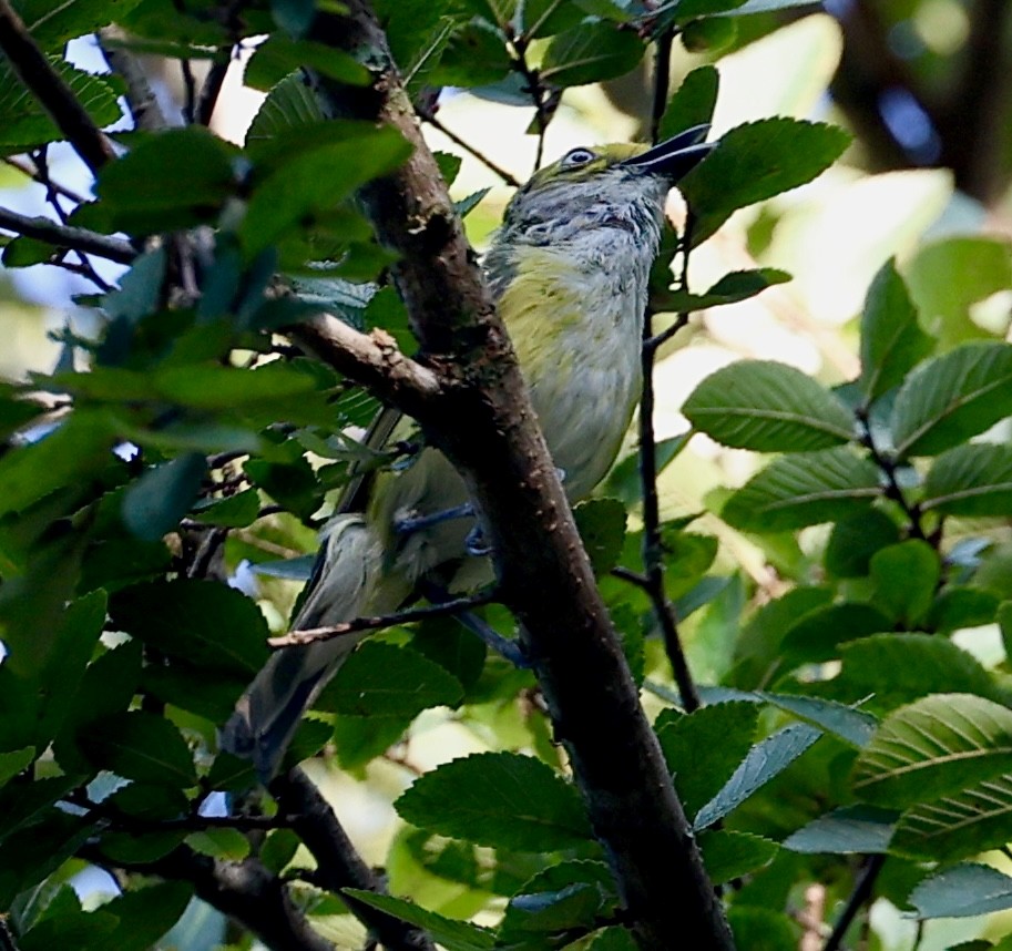 White-eyed Vireo - ML621347220